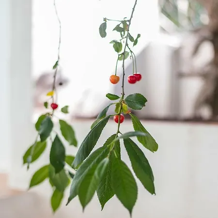 Fragrant Garden Apartment *